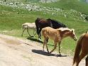 DOLOMITI2009 (114)